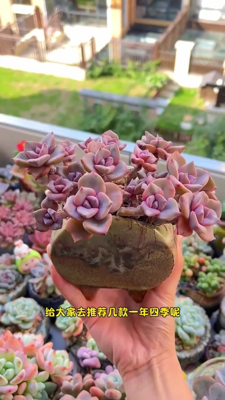 一年四季都好养的多肉，快来看看你有没有养过？
