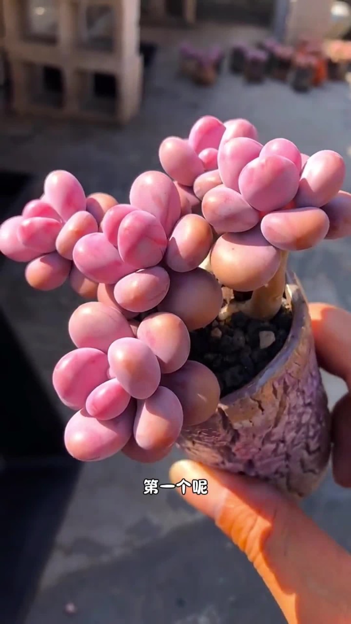 这些一样就丑的多肉，你养过没有？