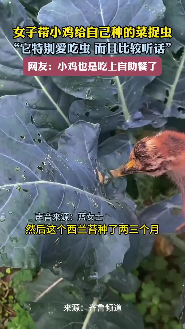 女子带小鸡给自己种的菜捉虫 “它特别爱吃虫 而且比较听话” 网友：小鸡也是吃上了自