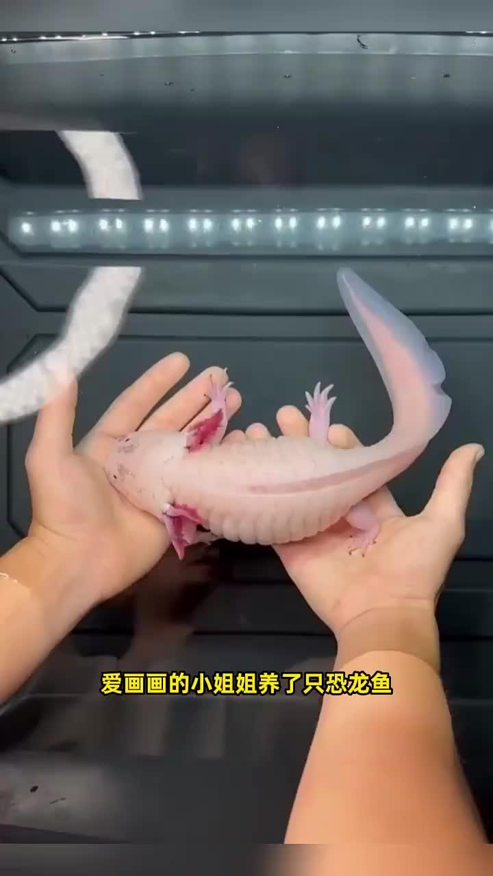 爱画画的小姐姐养了只恐龙鱼,每天给它设计不同的造型