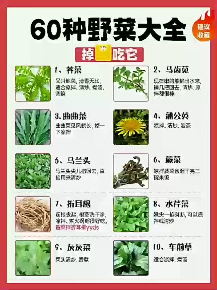 60种野菜大全,掉秤掉得快