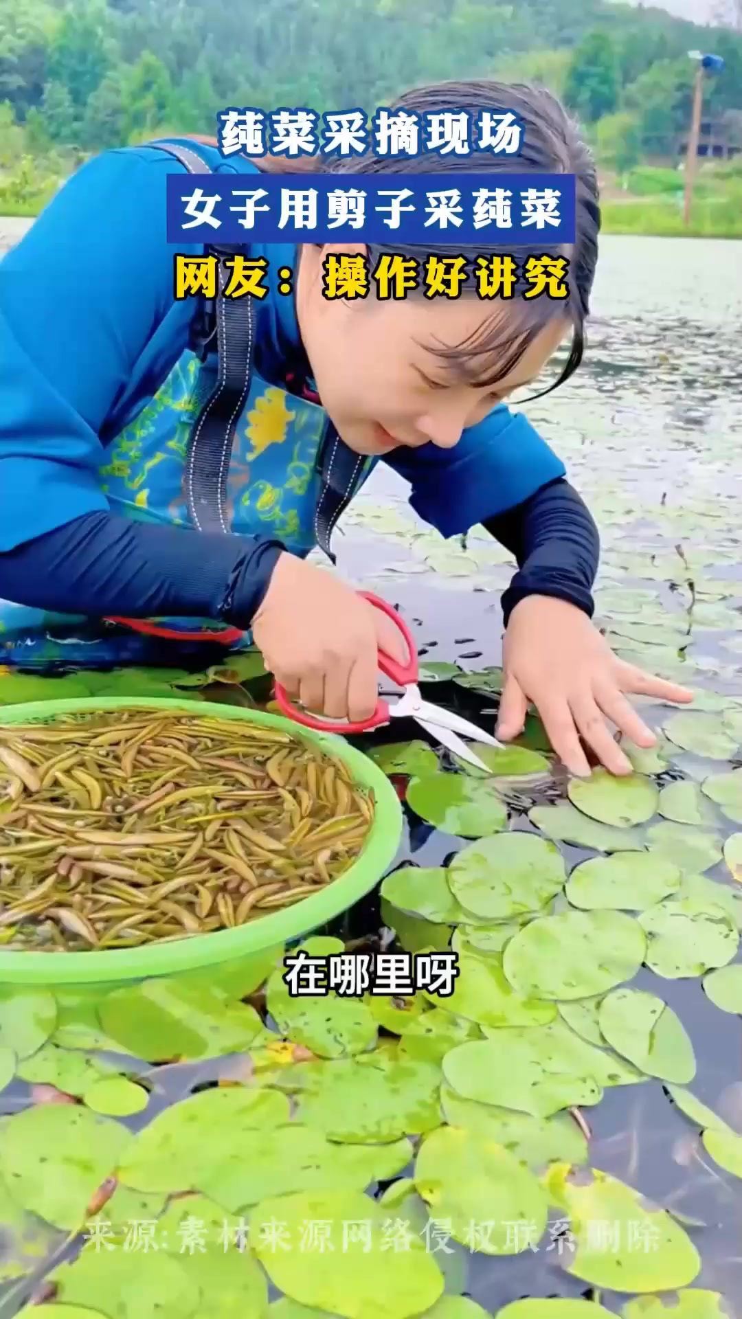 莼菜采摘现场,女子用剪子采莼菜,网友:操作好讲究