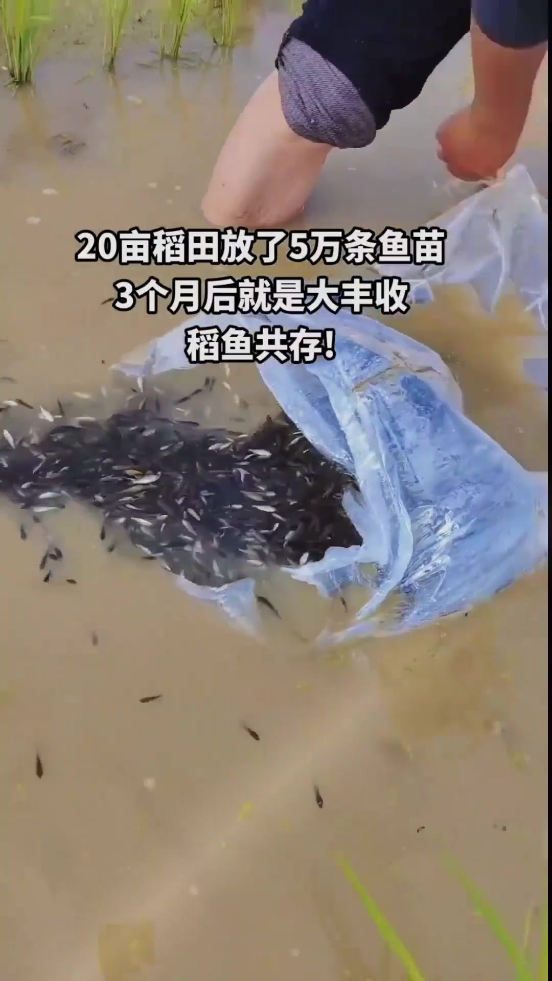 稻鱼共存,秧苗插下去7-10天投放鱼苗,2~3个月就能大丰收