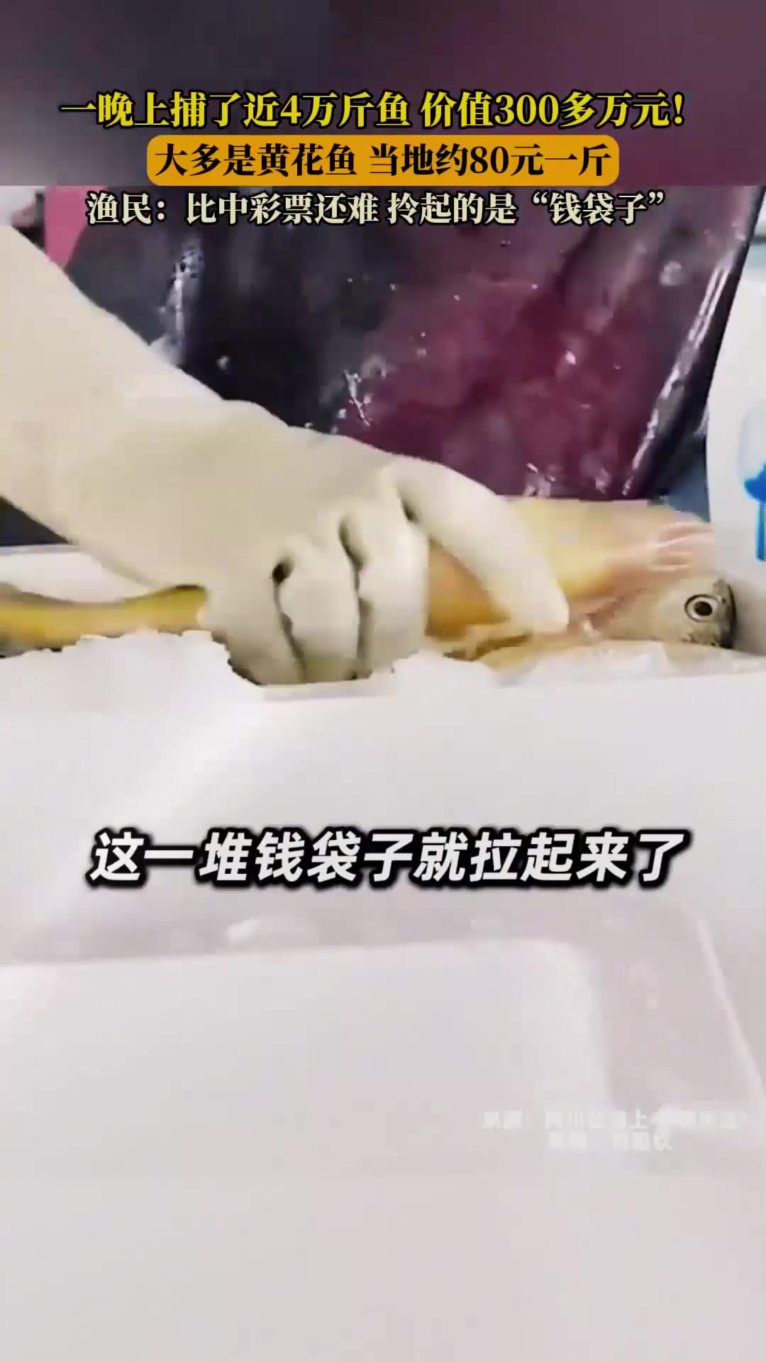 一晚上捕了近万斤鱼价值多万元大多是黄花鱼