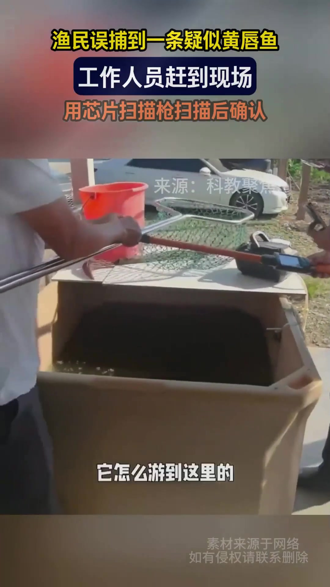 渔民误捕到一条疑似黄唇鱼工作人员赶到现场用芯片扫描确认