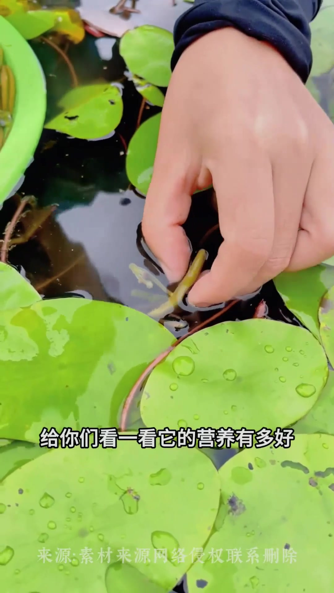 莼菜采摘现场,女子用剪子采莼菜,网友:操作好讲究