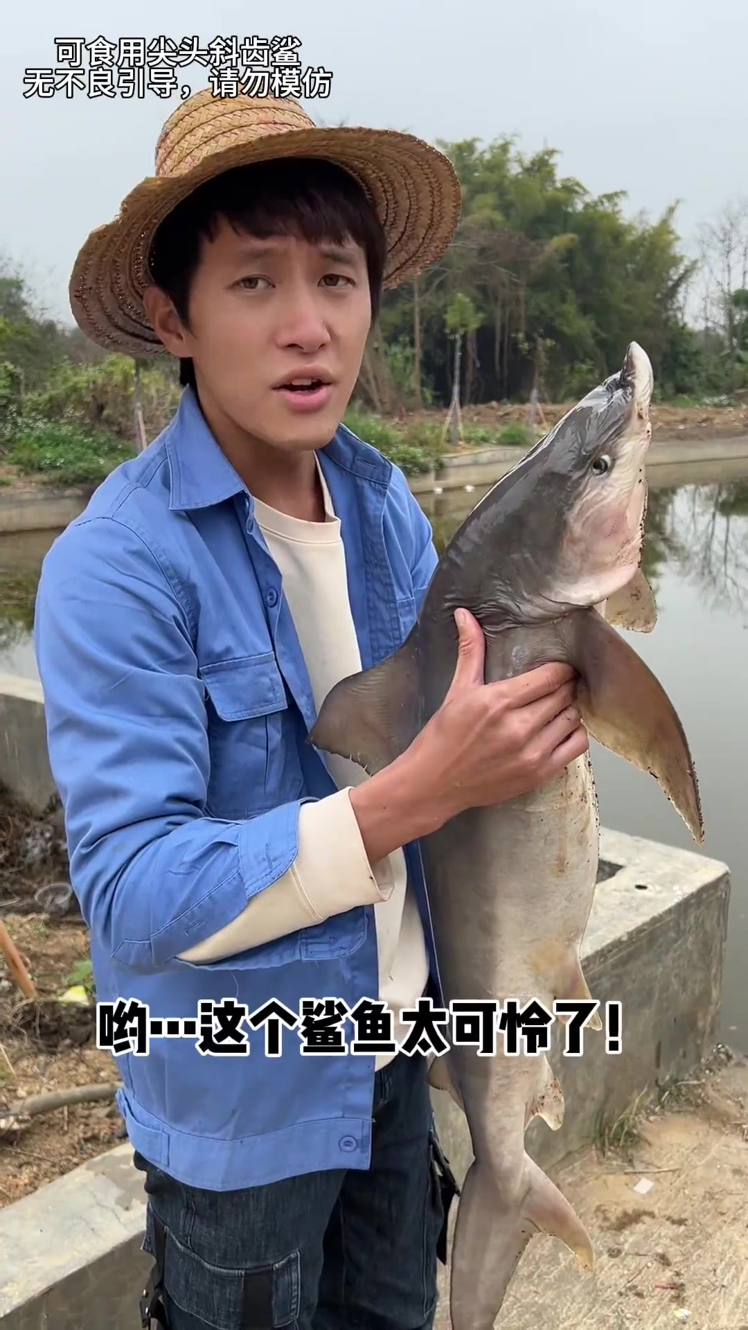 吃鲨鱼有什么需要注意的吗?