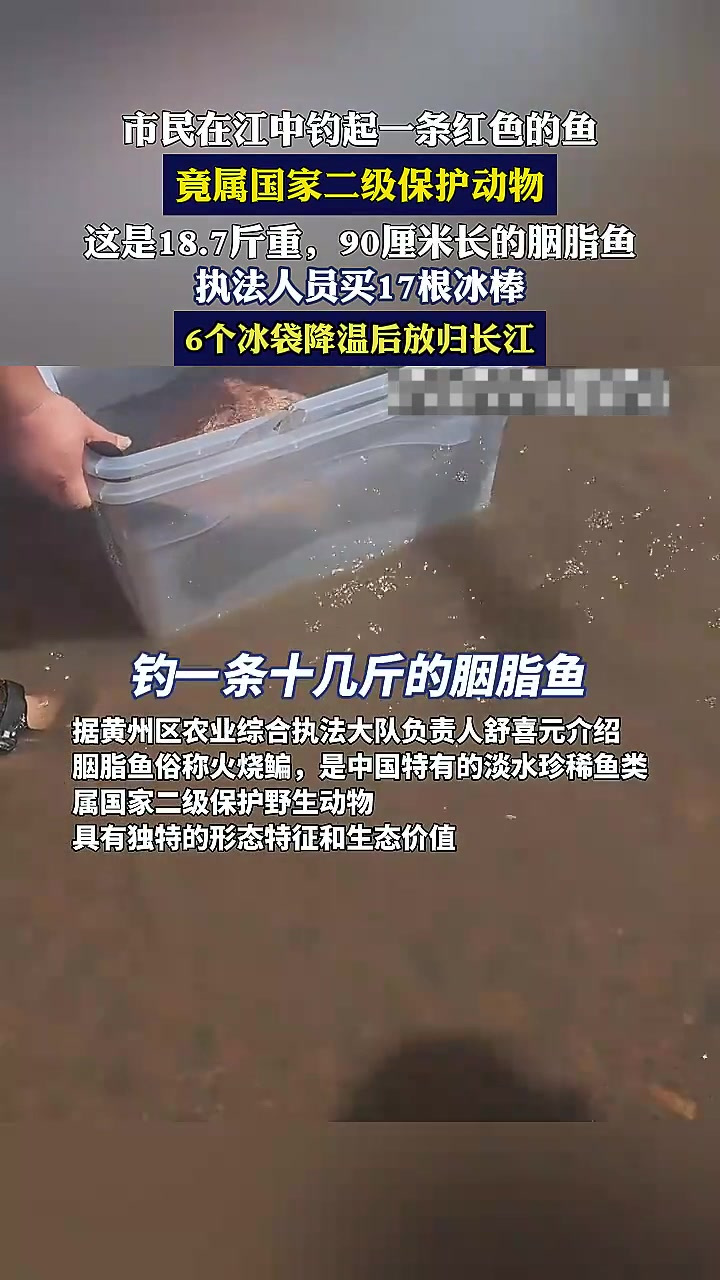 市民在江中钓起一条红色的鱼,竟属国家二级保护动物
