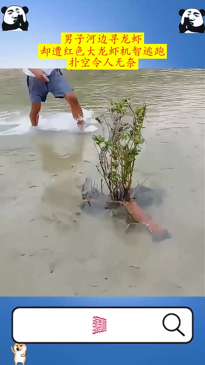 男子河边寻龙虾,却遭红色大龙虾机智逃跑,扑空令人无奈!