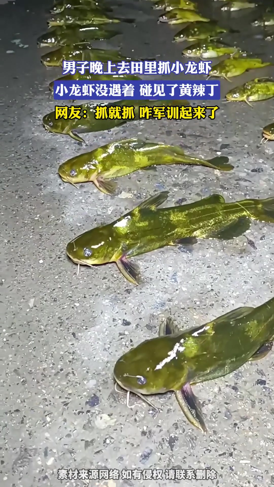 男子晚上去田里抓小龙虾,小龙虾没遇着,碰见了黄辣丁