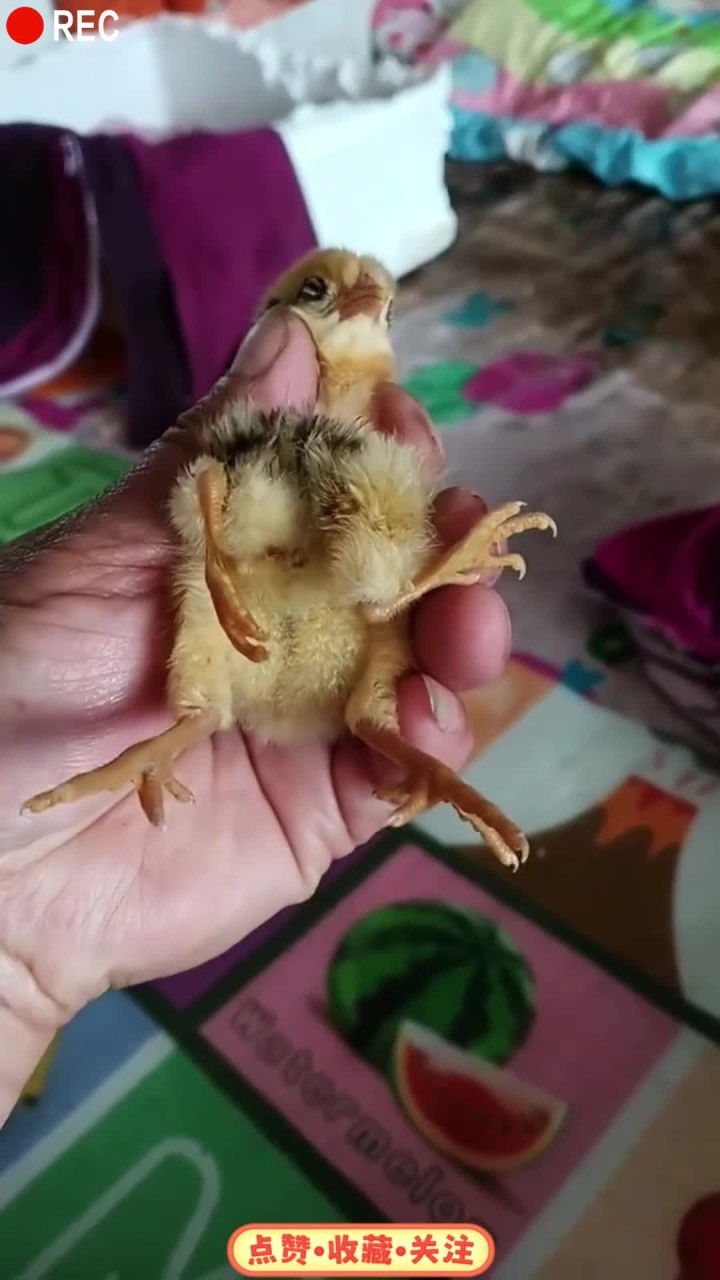 神奇罕见的四条腿小鸡！