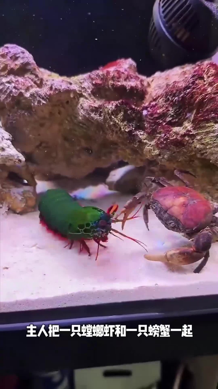 螳螂虾大战螃蟹的精彩场面