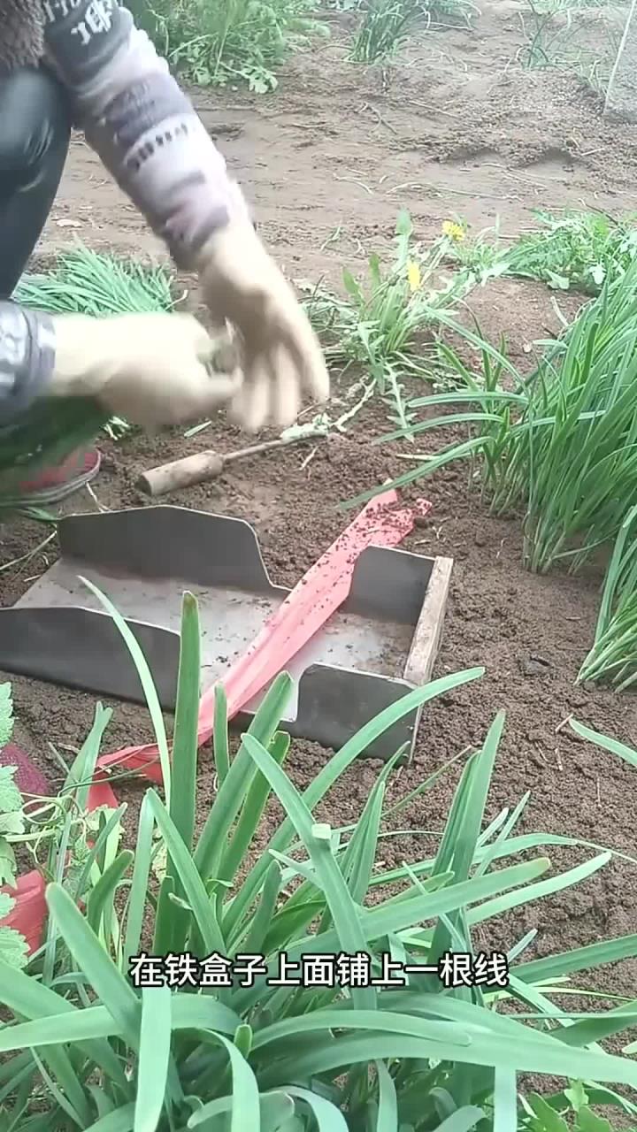 原来割韭菜还有专门的工具