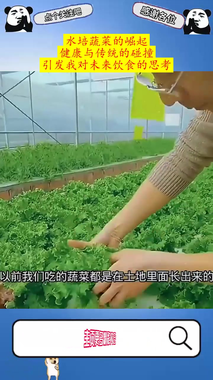 水培蔬菜的崛起：健康与传统的碰撞，引发我对未来饮食的思考