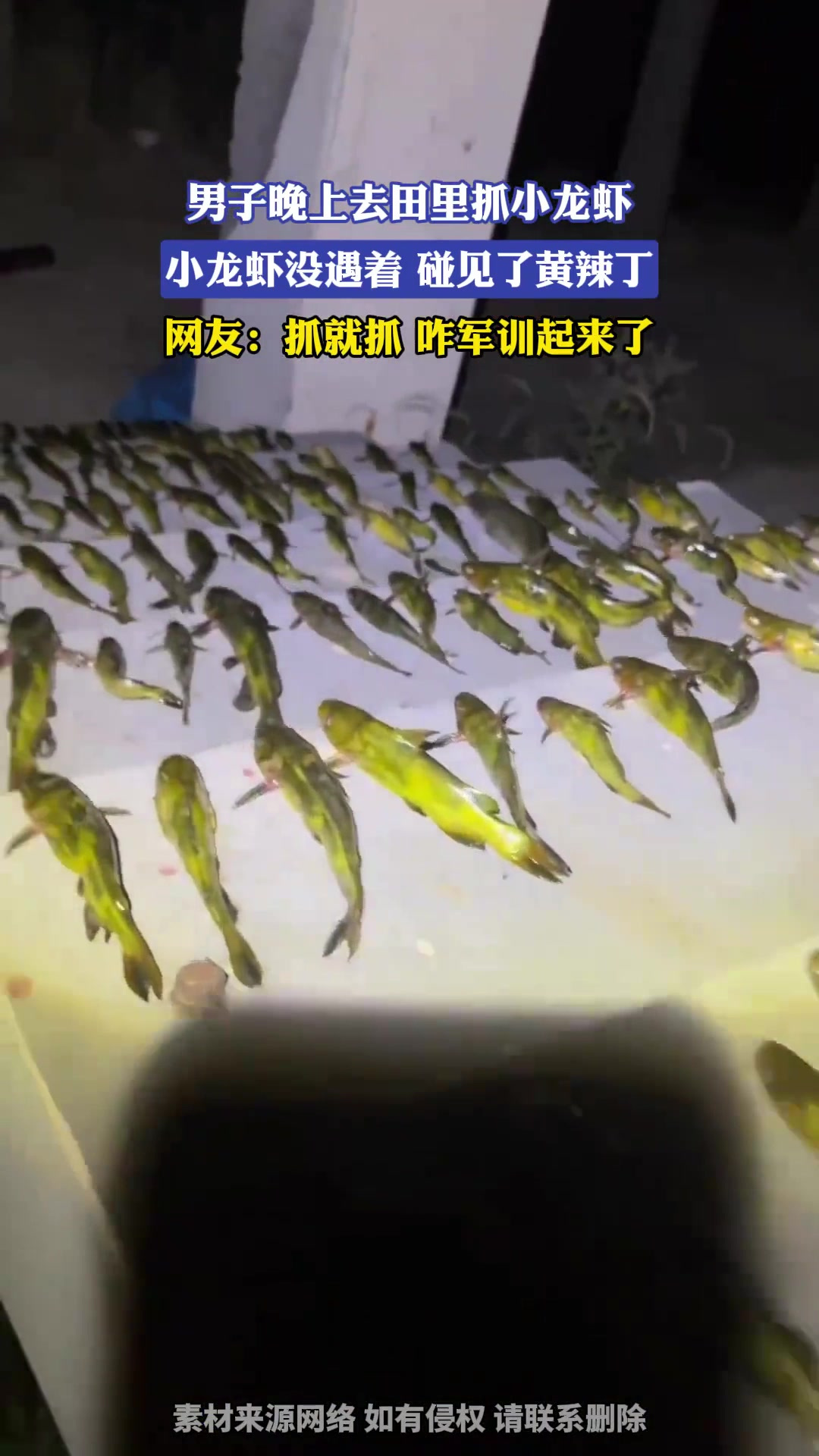 男子晚上去田里抓小龙虾,小龙虾没遇着,碰见了黄辣丁