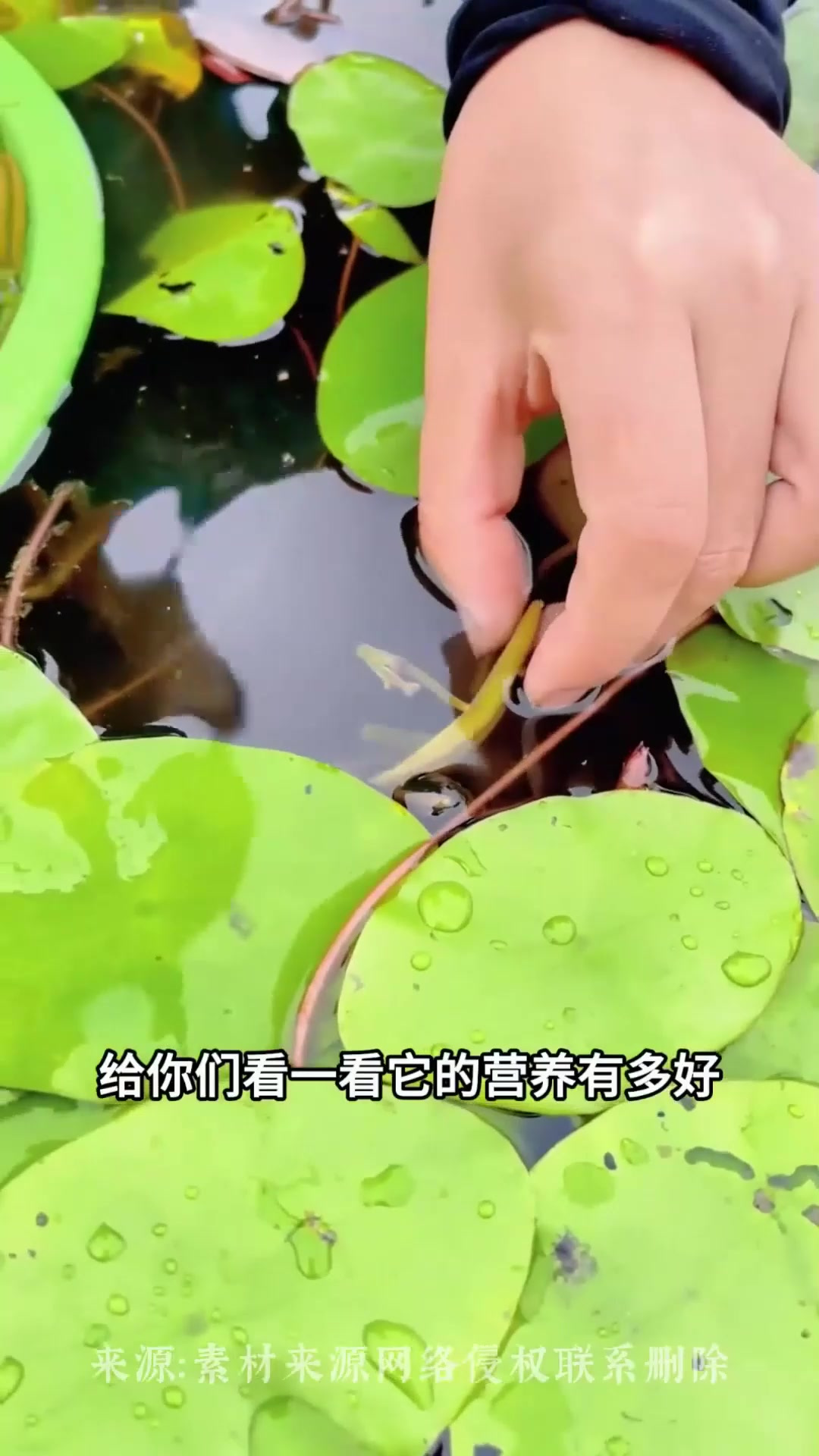 莼菜采摘现场,女子用剪子采莼菜,网友:操作好讲究