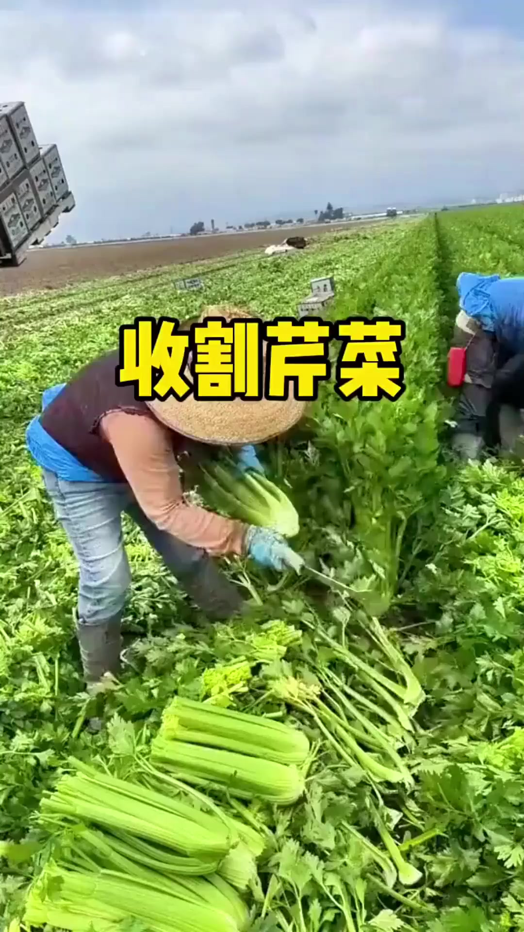 收割大芹菜
