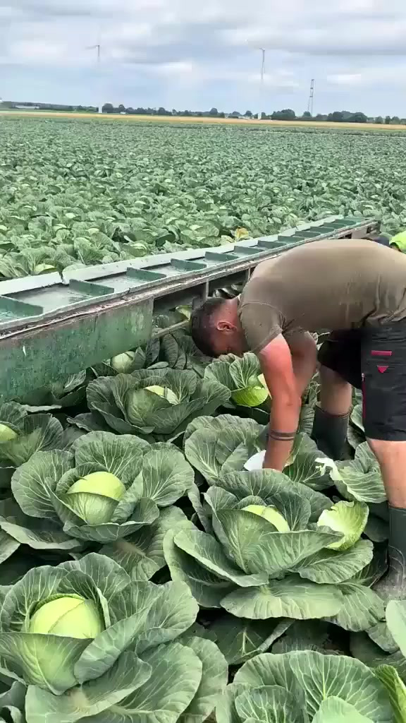 原来外国的包菜和中国的包菜长的一样!