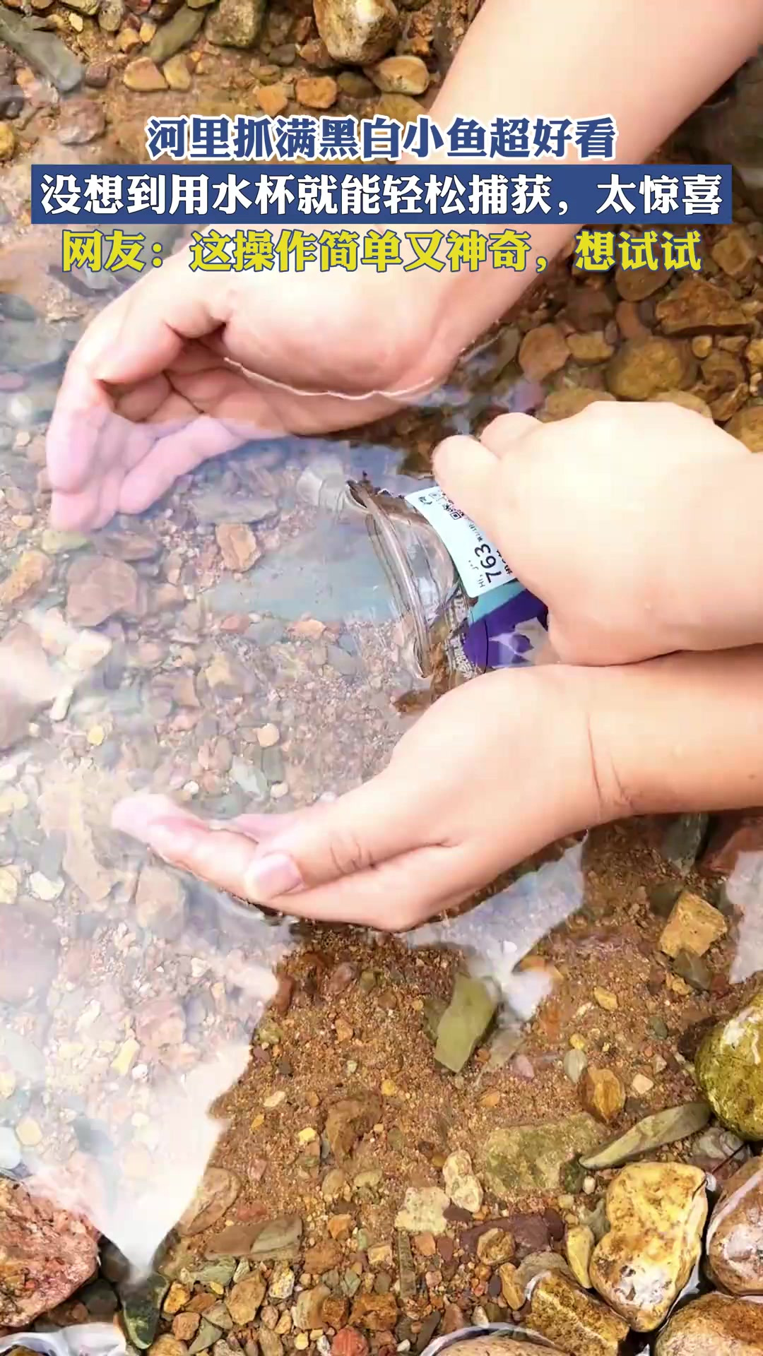 河里抓满黑白小鱼超好看,没想到用水杯就能轻松捕获,太惊喜!