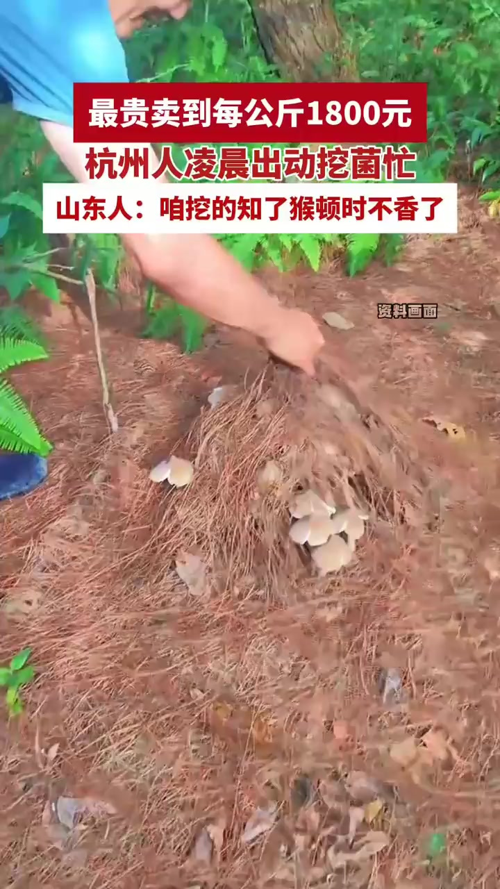 菌中之王火了!鸡枞菌最贵卖到每公斤1800元,杭州人凌晨出动