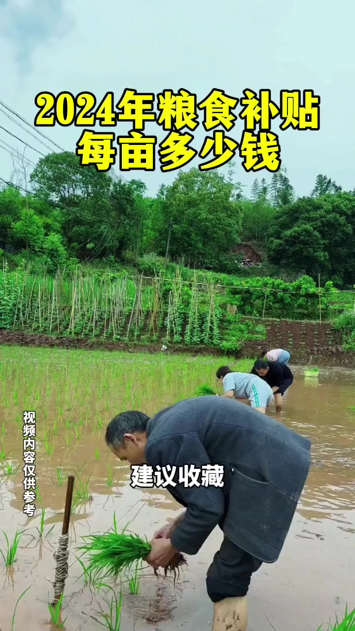 2024年粮食补贴每亩多少钱?