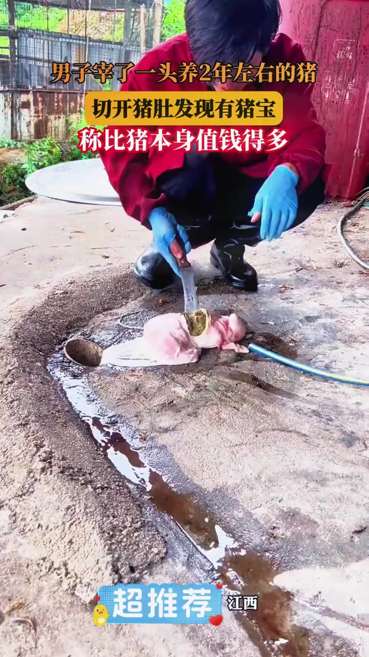 男子宰了一头养2年左右的猪,切开猪肚发现有猪宝