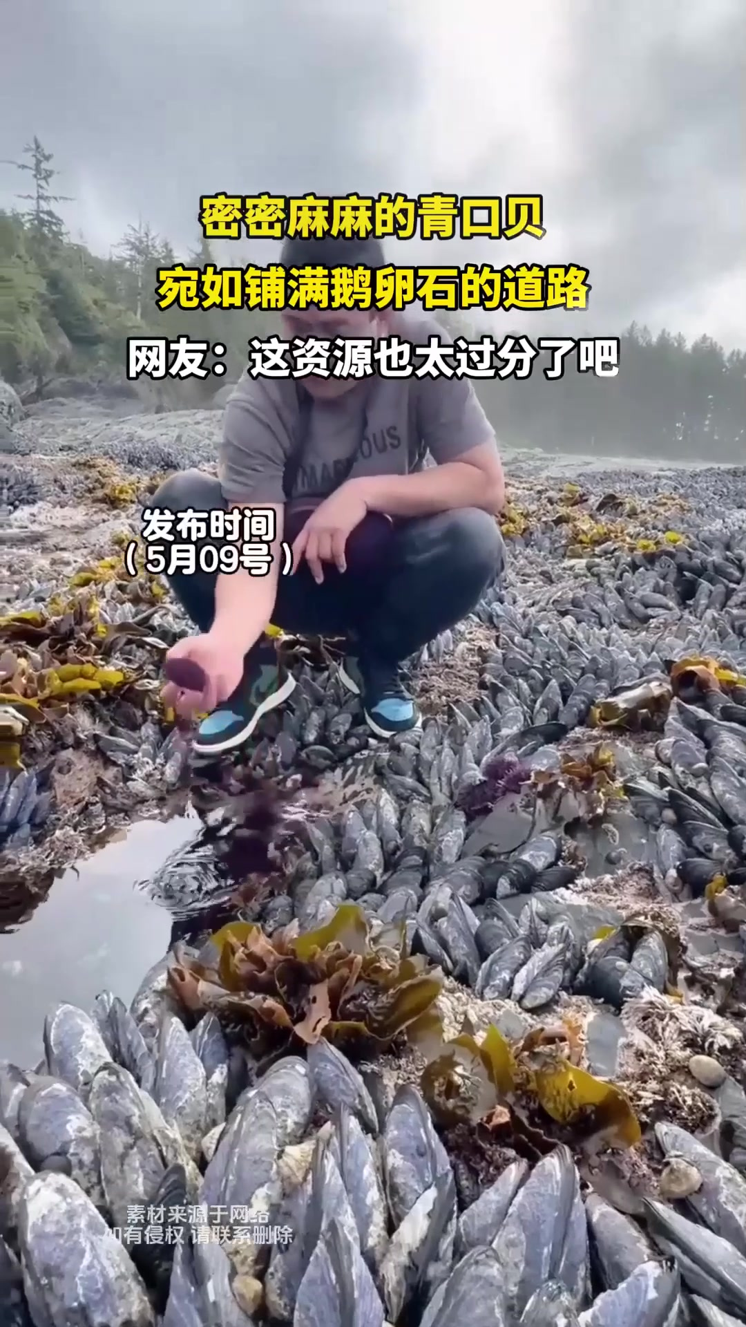 密密麻麻的青口贝,宛如铺满鹅卵石的道路