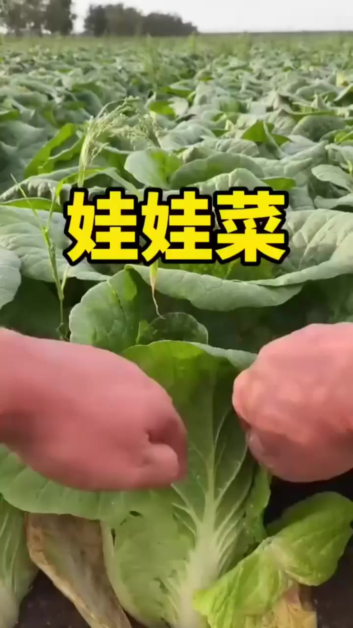 娃娃菜原来就是大白菜的菜心啊
