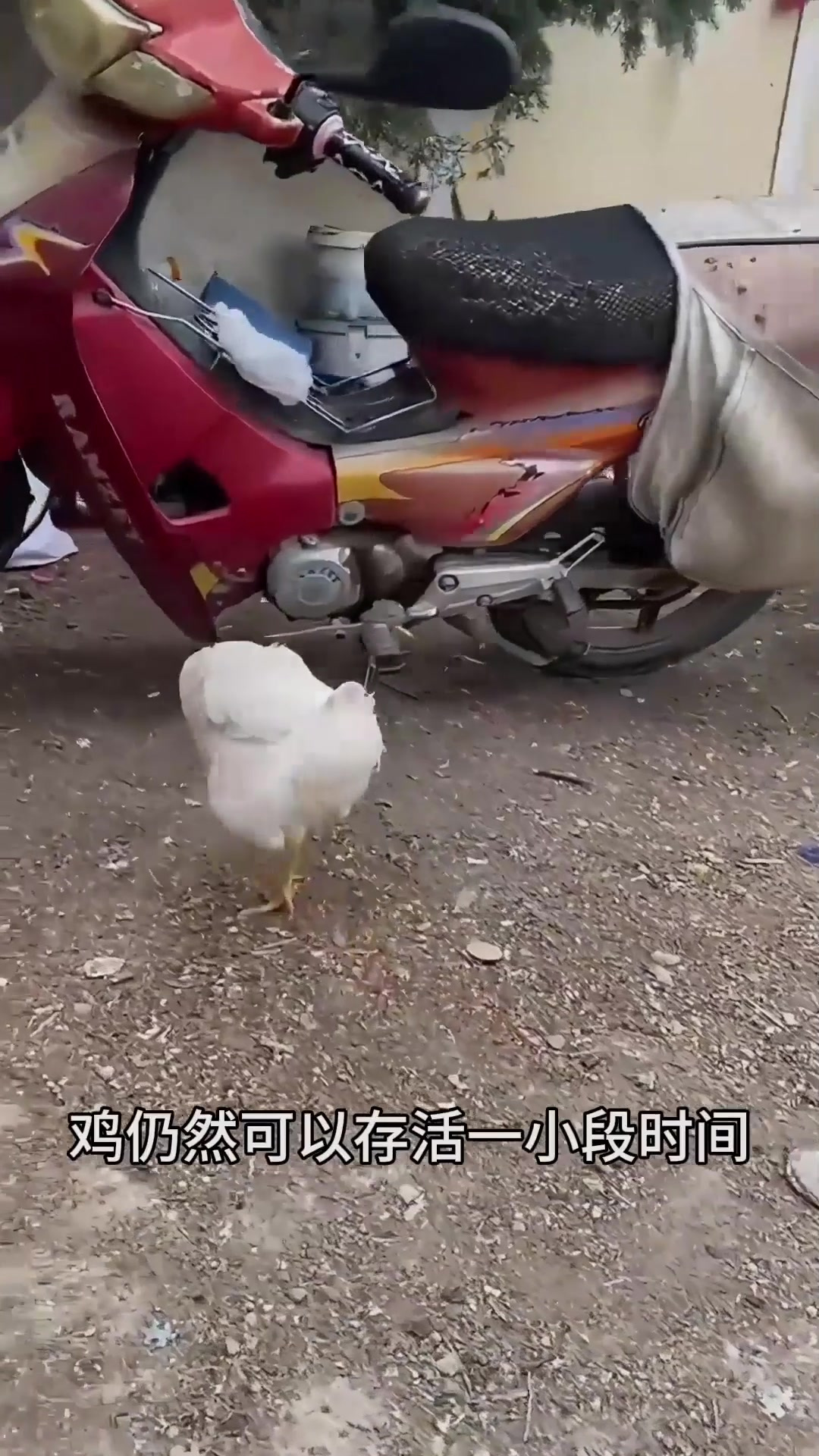 没有头的鸡竟然还能正常行走