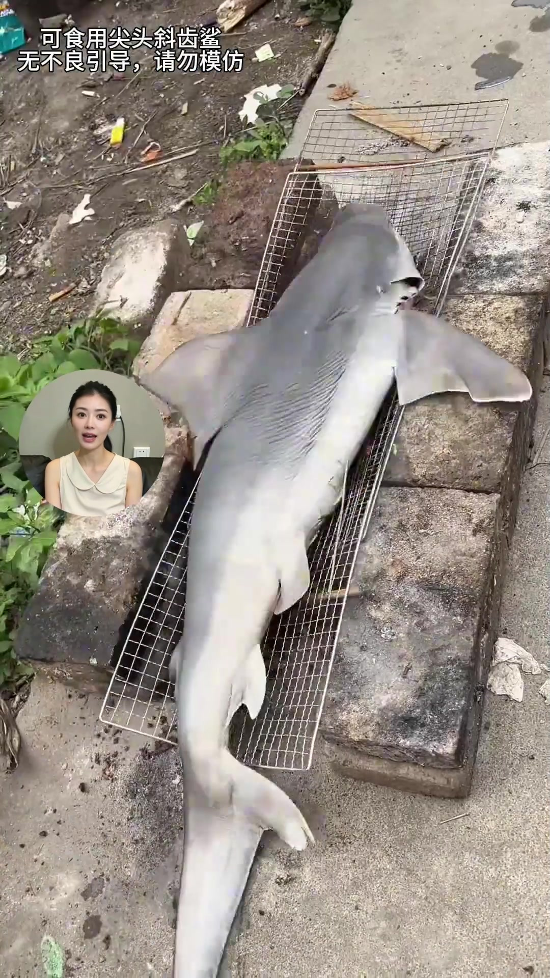 吃鲨鱼有什么需要注意的吗?