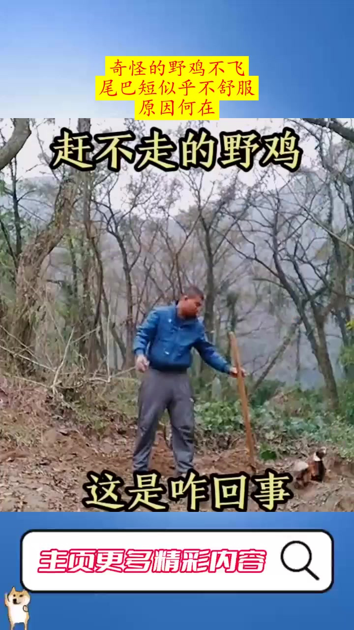 奇怪的野鸡不飞,尾巴短似乎不舒服,原因何在?