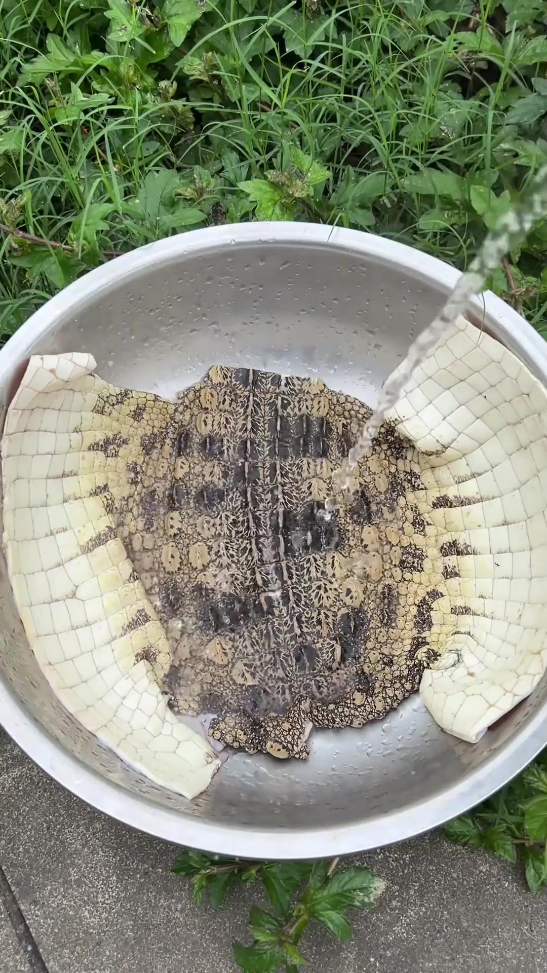 鳄鱼皮也能吃?下次用它做一双切尔西