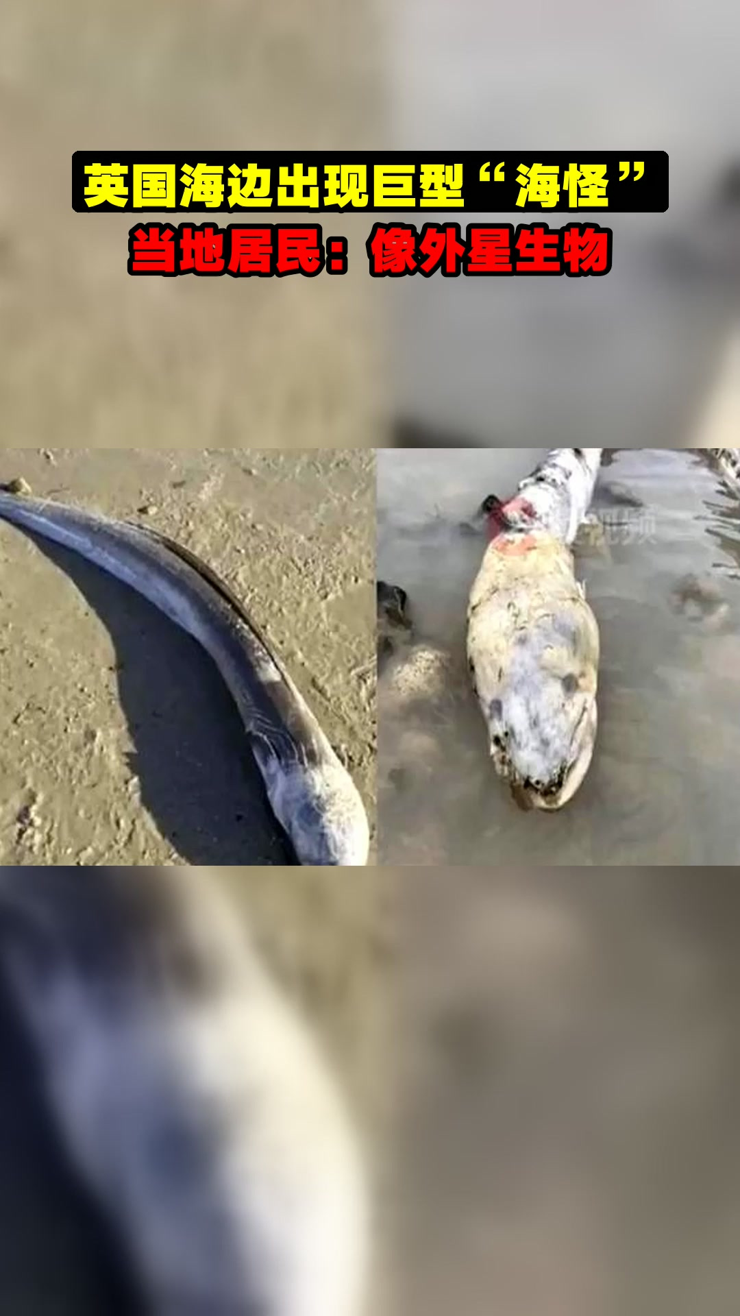 英国海边出现巨型“海怪”,当地居民:像外星生物