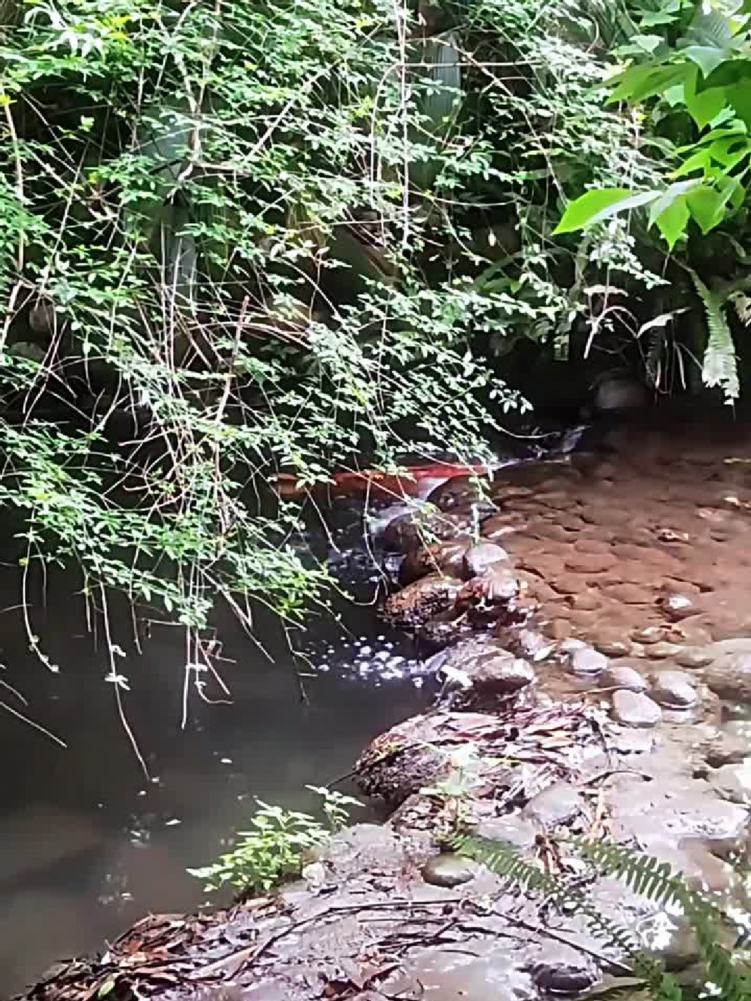 鲤鱼跃龙门