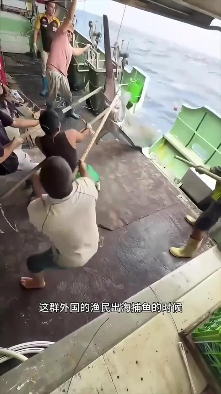 超大的剑旗鱼