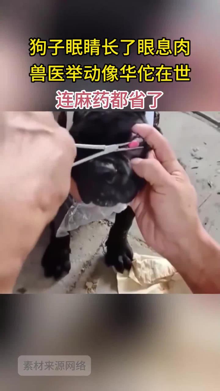 狗子眠睛长了眼息肉 兽医举动像华佗在世 连麻药都省了