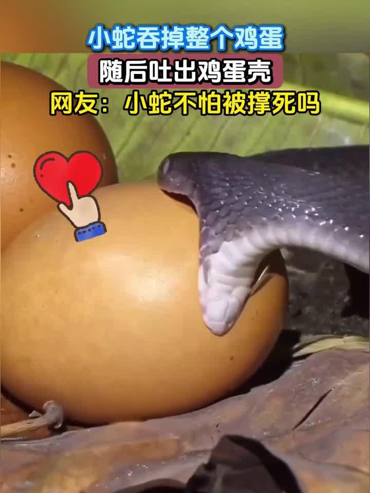 小蛇吞掉整个鸡蛋，随后吐出鸡蛋壳，网友：小蛇不怕被撑死吗