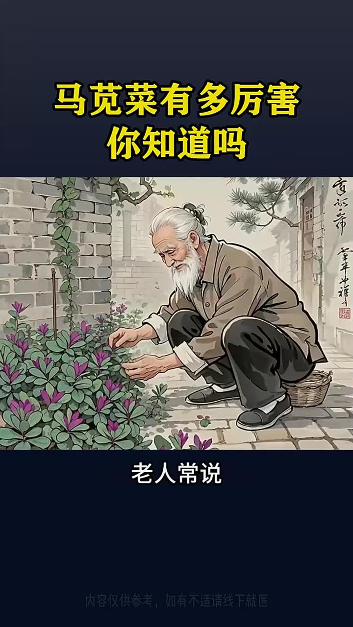 夏天常见的野菜马齿菜,又叫马齿苋、五行菜