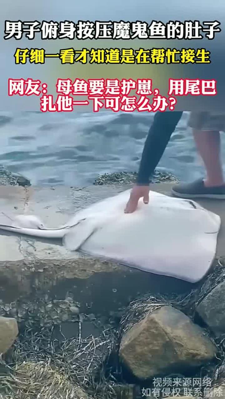 男子按压魔鬼鱼肚子,原来是在帮忙接生,网友:我怕这个母鱼用尾巴扎他一下