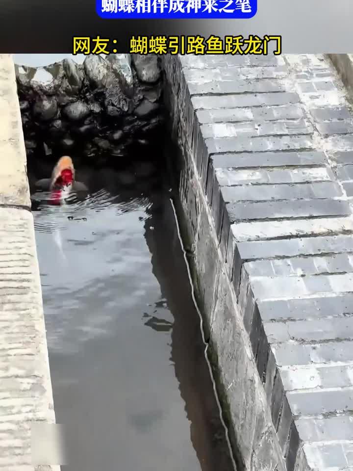 终于见证鲤鱼跃龙门，蝴蝶相伴成神来之笔