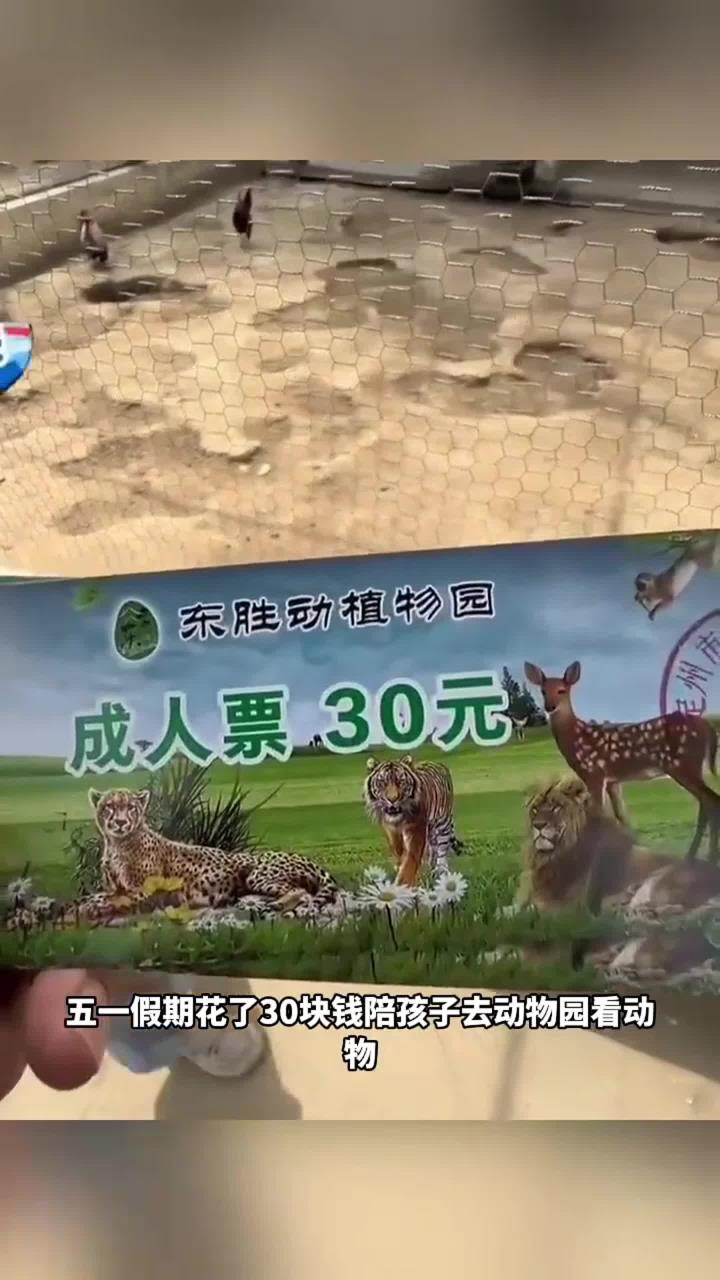 动物园里的公鸡