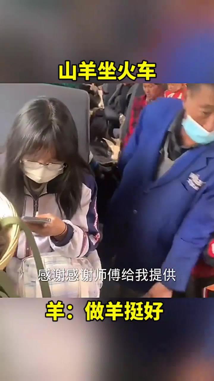 山羊坐火车,其实做羊挺好!