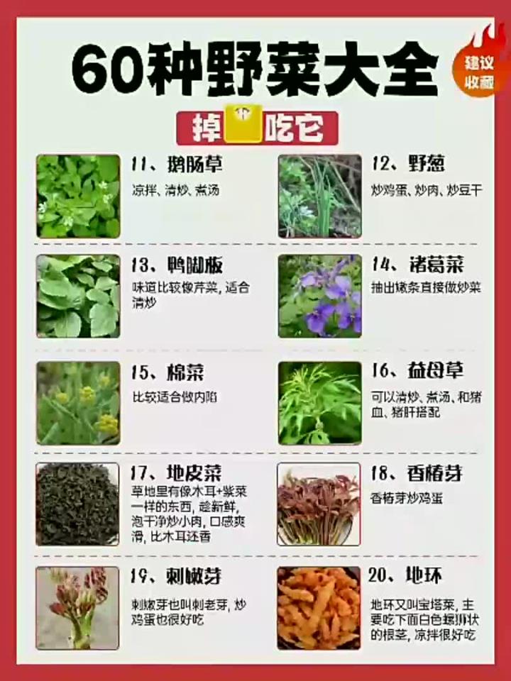 60种野菜大全,掉秤掉得快