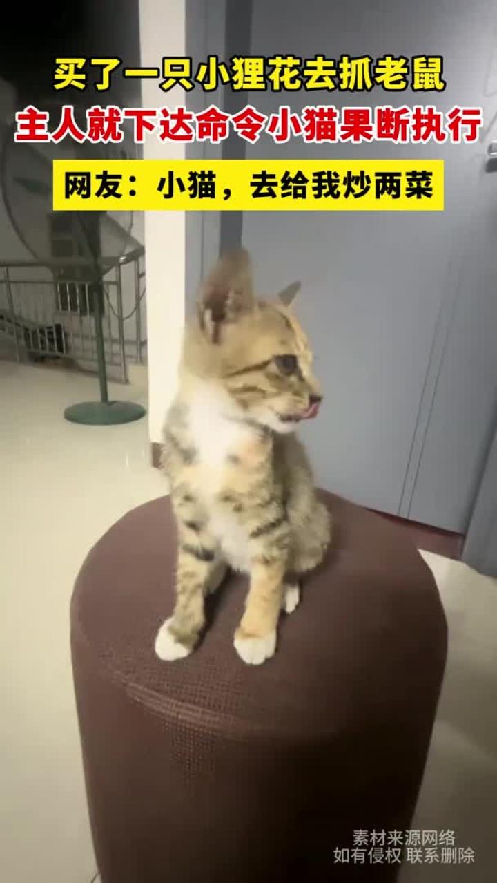 买了一只小狸花去抓老鼠,主人就下达命令小猫果断执行,网友:小猫,去给我炒两菜