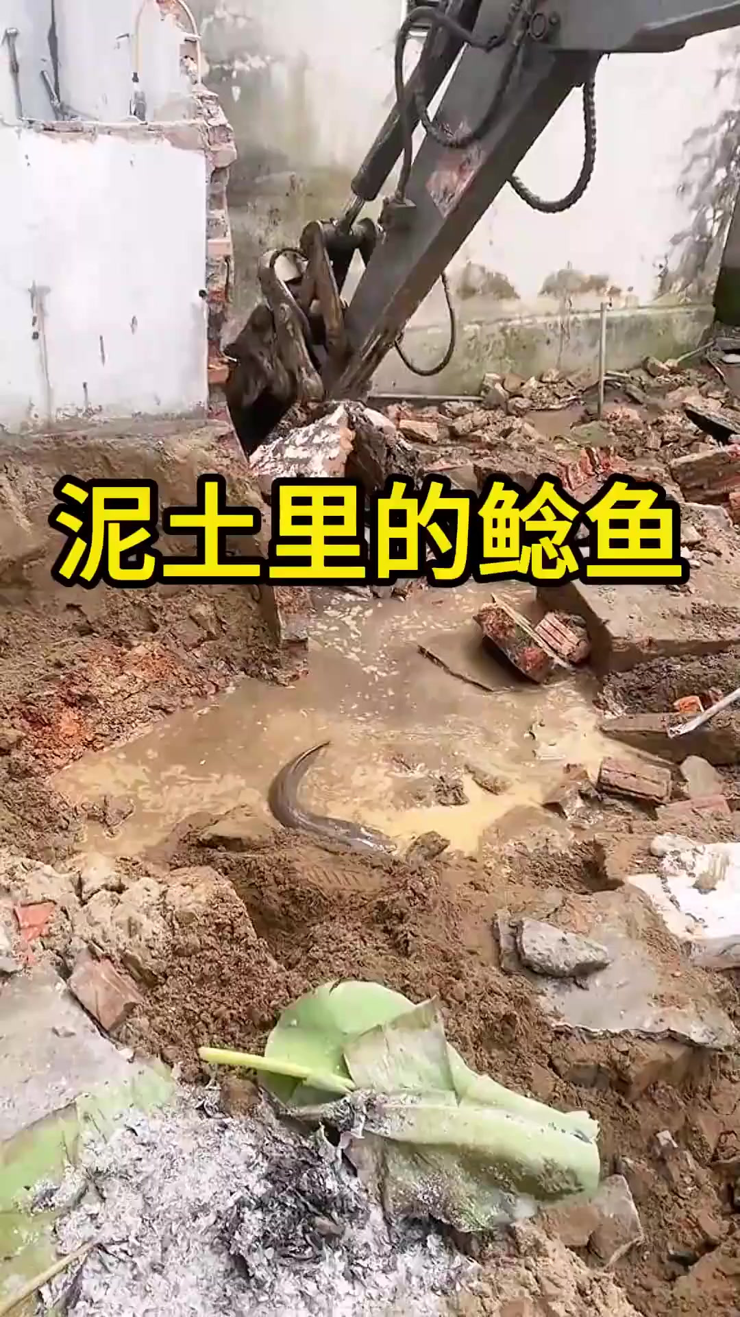泥土里的鲶鱼，还真肥呢