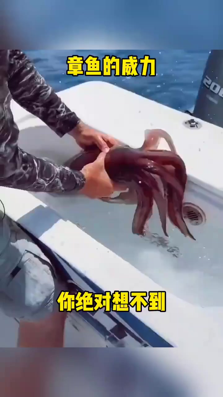章鱼的威力你绝对想不到