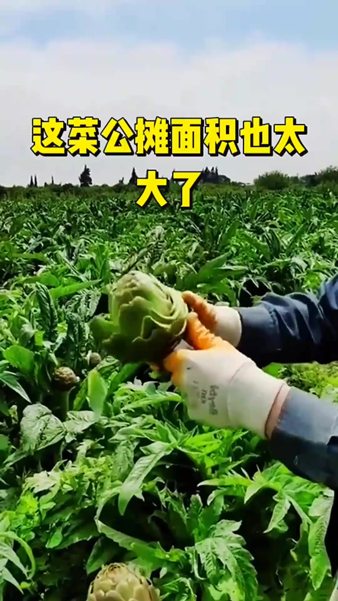 蕨菜公摊面积也太大了吧