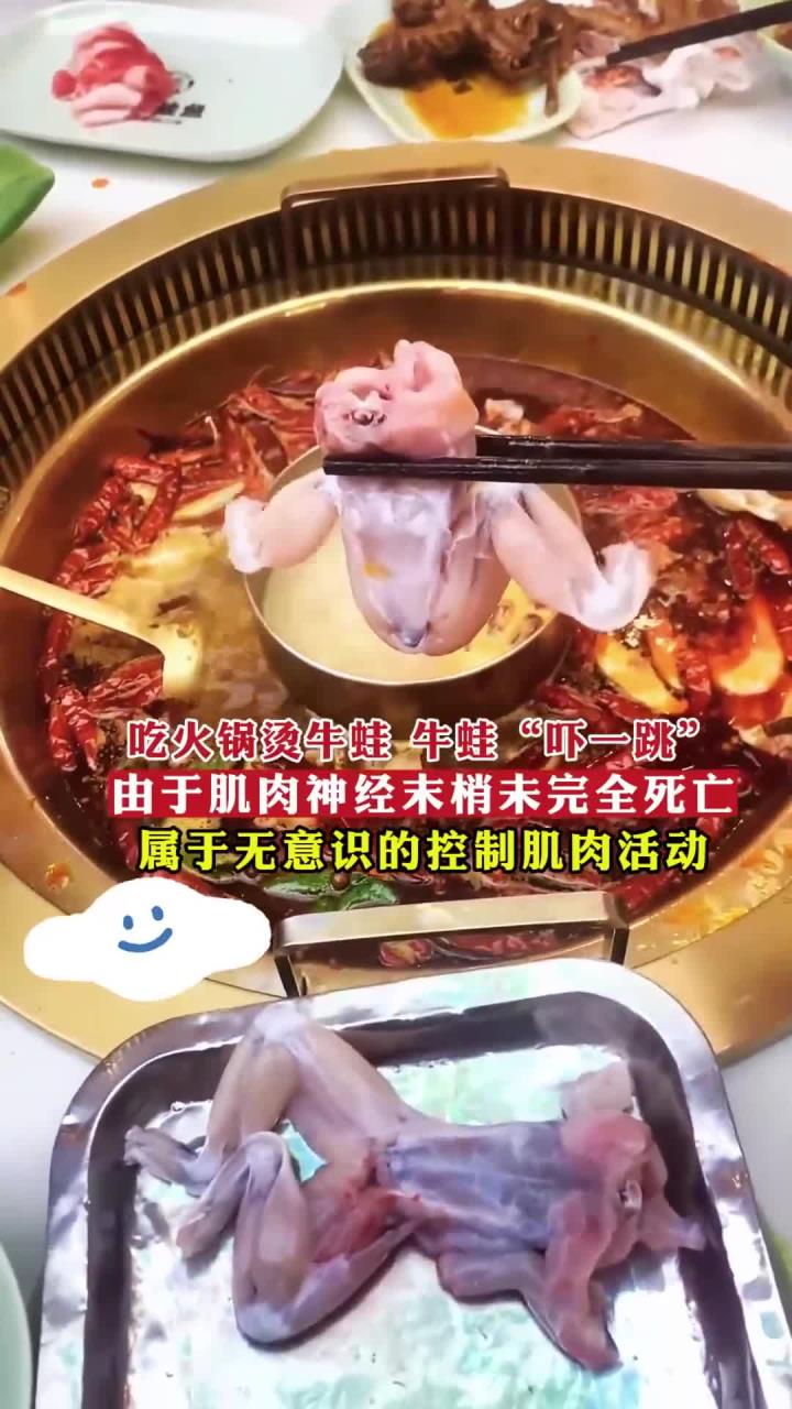 吃火锅烫牛蛙 牛蛙“吓一跳”，肌肉神经末梢未完全死亡