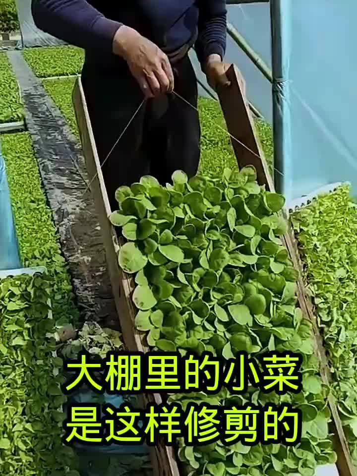 大棚里的小菜儿,原来是这样修剪的!