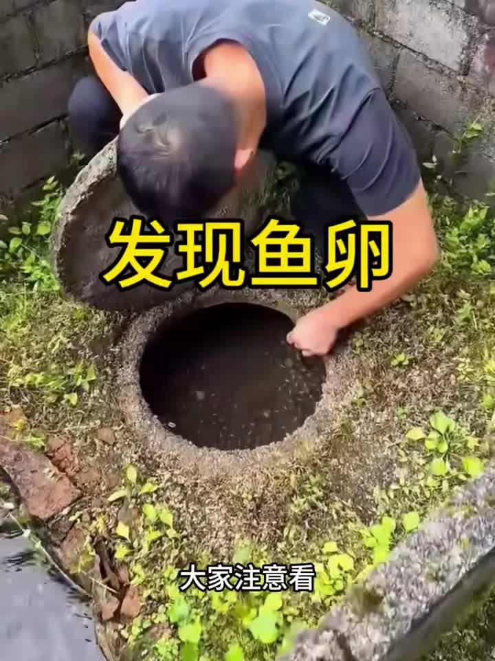 这是什么鱼卵啊,怎么这么大一颗